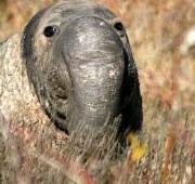 Elephant Seal