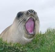 Elephant Seal