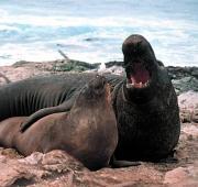 Elephant Seal