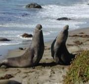 Elephant Seal