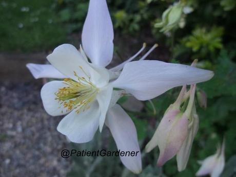 Garden Bloggers Bloom Day – May 2012