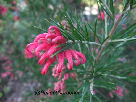 Garden Bloggers Bloom Day – May 2012