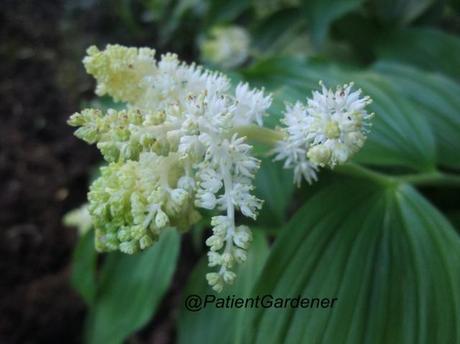 Garden Bloggers Bloom Day – May 2012