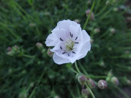 Garden Bloggers Bloom Day – May 2012