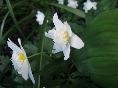 Garden Bloggers Bloom Day – May 2012