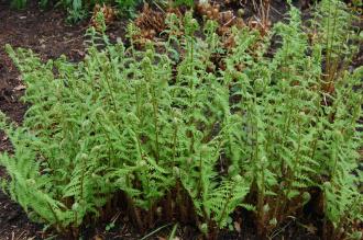 Aspidium filix-mas (05/05/2012, Kew, London)