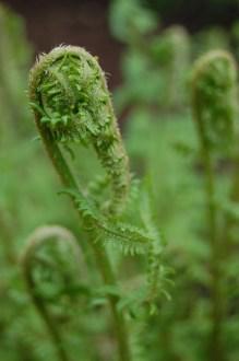 Aspidium filix-mas Frond (05/05/2012, Kew, London)