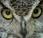 Mystique Owl: Strange Myths About Owls