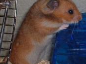 PetSmart Employee Admits Theft Hamsters