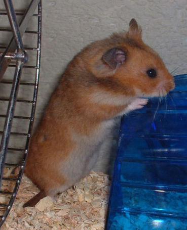 PetSmart Employee Admits To Theft Of Hamsters