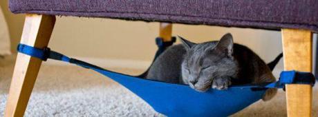 Vladimir enjoys a cat nap in the Kitty Cradle: © Mark Martinez Photograph