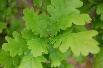 Cypress Oak Leaf (05/05/2012, Kew, London)