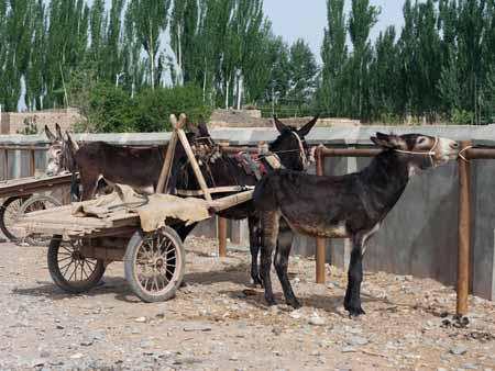 Donkeys tied up at the Kashgar livestock market