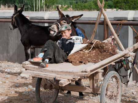 A boy looking after a lively donkey