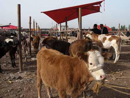 Plenty of cows at the Kashgar livestock market