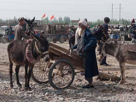 A Uighur man and his donkeys