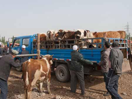 Cows being unloaded from a truck