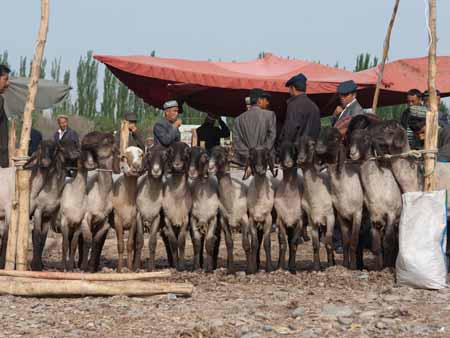 Goats lined up at the Kashgar livestock market