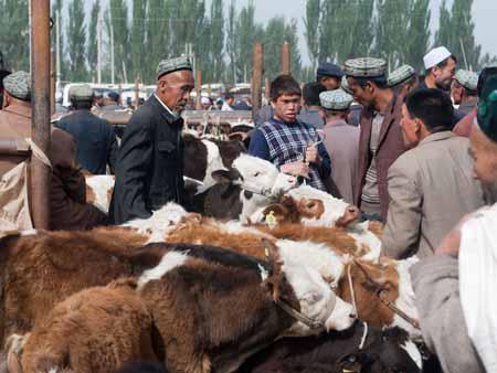 Plenty of Uyghur men and livestock