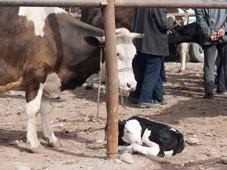 Cow and calf at Kashgar livestock market