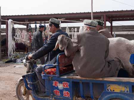 Transporting a goat at the Kashgar livestock market