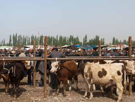 The bustling Kashgar livestock market