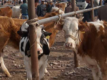 Cattle at the livestock market