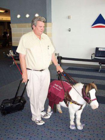 Illinois Considering Allowing Miniature Horses As Service Animals