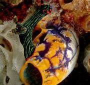 Sea Squirt