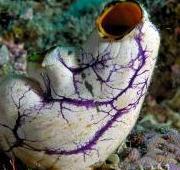 Sea Squirt