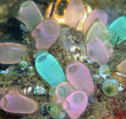 Sea Squirt