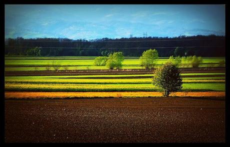 Fields of May