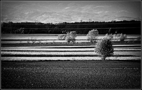 Fields of May
