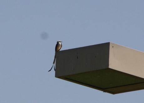 Scissor-tailed Flycatcher at Rotary Park–5/20/2012