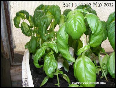 Basil in May