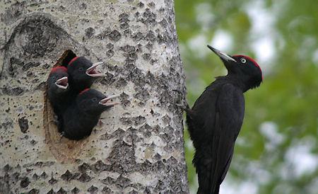 11 Incredible Images Of Woodpeckers