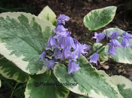 Brunnera hyacinthoides – a new species?