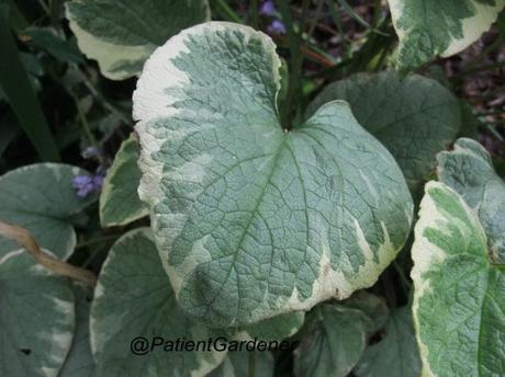 Brunnera hyacinthoides – a new species?