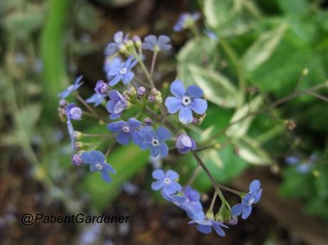 Brunnera hyacinthoides – a new species?