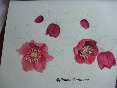 Hellebore Painting – Update