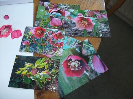 Hellebore Painting – Update