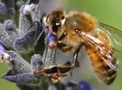 Working Bees Prefer Class Neighborhoods