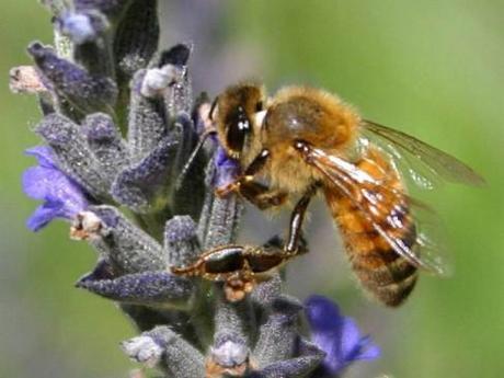 Working Bees Prefer Working Class Neighborhoods