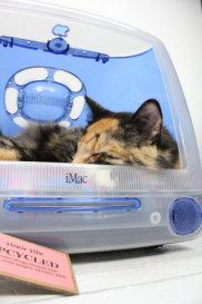 Upcycled Apple iMac Pet Bed Makes Your Cat A Screen Star