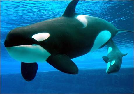 Killer whale moms and offspring form a lifelong bond: image via animal.discovery.com