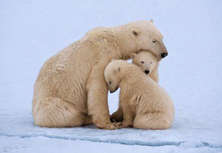 Mama polar bear with cubs: image via detlaphiltdic.blogspot.com