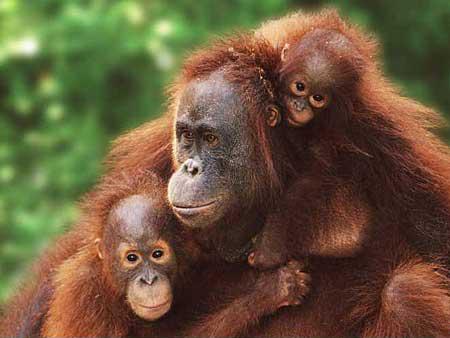Sumatran Orangutan mom and offspring: image via animal-wildlife.blogspot.com