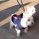 Puppypalooza At Progressive Field Brings Hot Dogs To The Ballpark