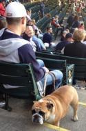 Puppypalooza At Progressive Field Brings Hot Dogs To The Ballpark
