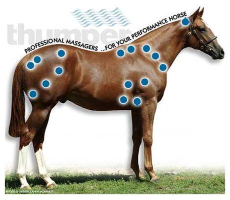 The blue dots show the primary areas of stress to a horse after activity